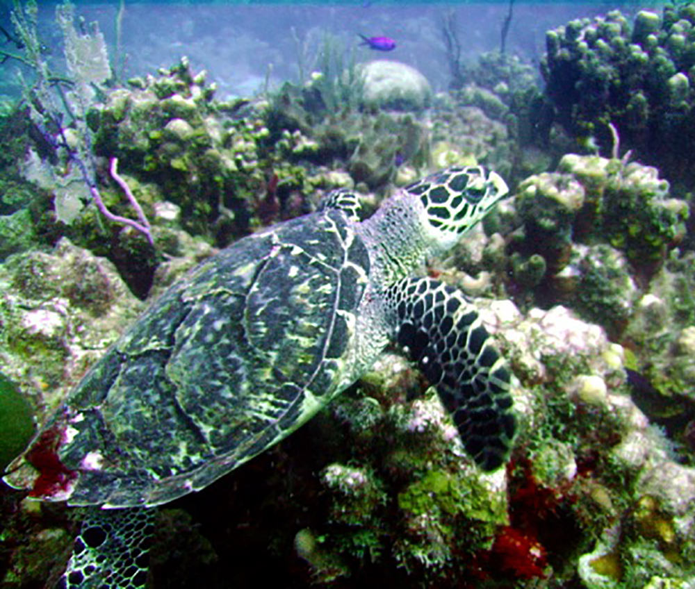 Hawksbill sea turtle

By "Taken by Colin Johnson on 12/15/2006." - Transferred from en.wikipedia to Commons by Calliopejen1 using CommonsHelper., Public Domain, https://commons.wikimedia.org/w/index.php?curid=15265863
